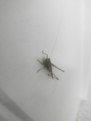 Conocephalus albescens
