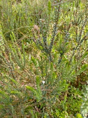 Epacris gunnii