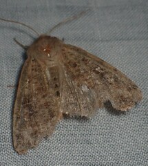 Orthosia rubescens