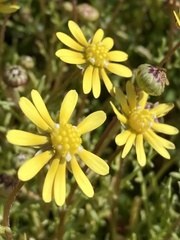 Blennosperma nanum