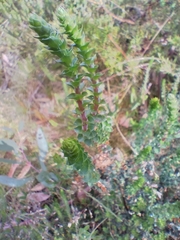 Epacris gunnii