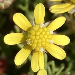 Blennosperma nanum