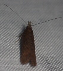 Dichomeris ligulella