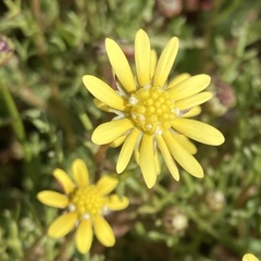Blennosperma nanum