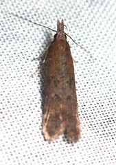 Dichomeris ligulella