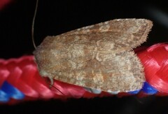 Lithophane semiusta