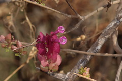 Ipomoea bracteata