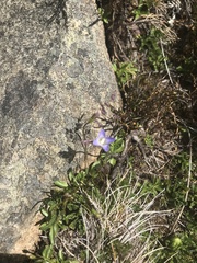 Wahlenbergia saxicola