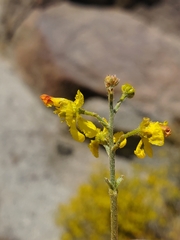 Dinemandra ericoides