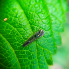 Macugonalia cavifrons