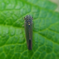 Macugonalia cavifrons