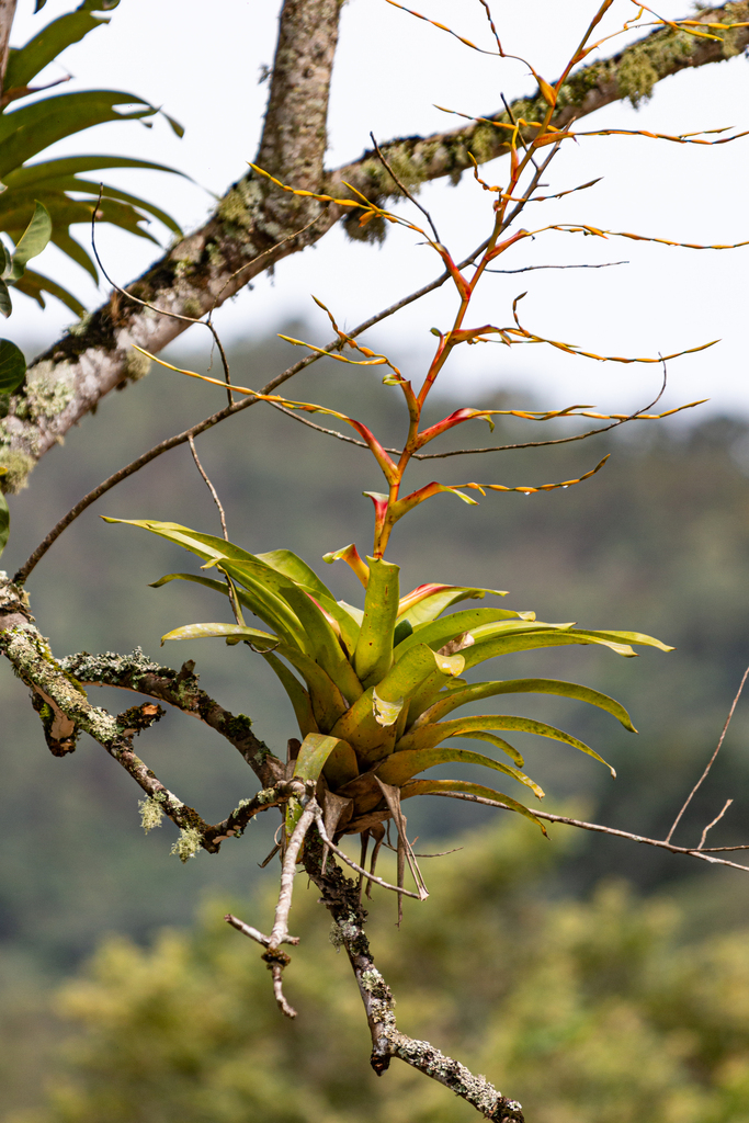 Vriesea procera