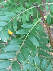 Gleditsia triacanthos