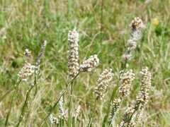 Pterocaulon lorentzii