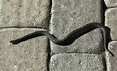 Tropidophis