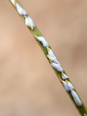 Chionaspis pinifoliae