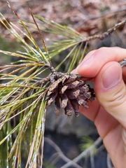 Chionaspis pinifoliae