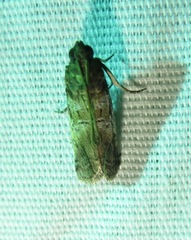 Chararica hystriculella