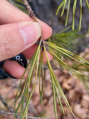 Chionaspis pinifoliae