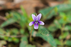 Viola inconspicua