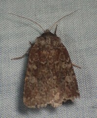 Cerastis tenebrifera