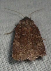 Cerastis tenebrifera