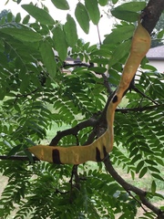 Gleditsia triacanthos