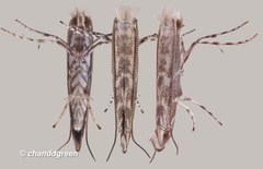 Epicephala lanceolaria