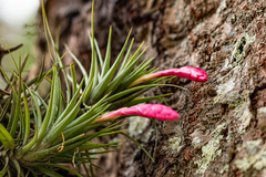 Tillandsia tenuifolia