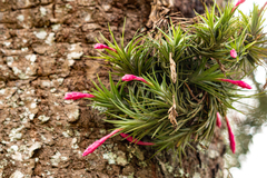 Tillandsia tenuifolia