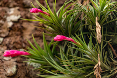 Tillandsia tenuifolia