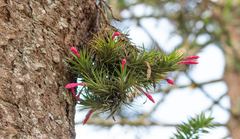 Tillandsia tenuifolia
