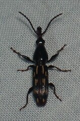 Arrhenodes minutus