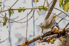 Leiothlypis virginiae