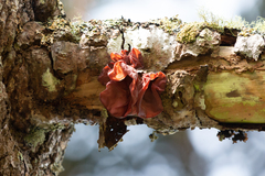 Auricularia fuscosuccinea