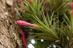 Tillandsia tenuifolia