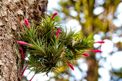 Tillandsia tenuifolia