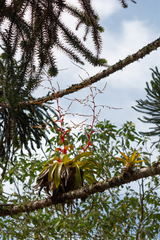 Vriesea