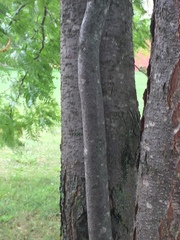 Gleditsia triacanthos