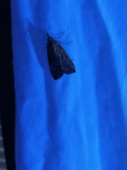 Hypena scabra