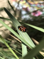 Isozulia christenseni