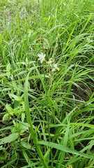 Chlorophytum saundersiae