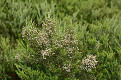 Ozothamnus cupressoides