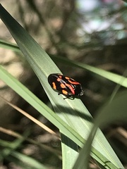 Isozulia christenseni