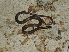 Coniophanes imperialis