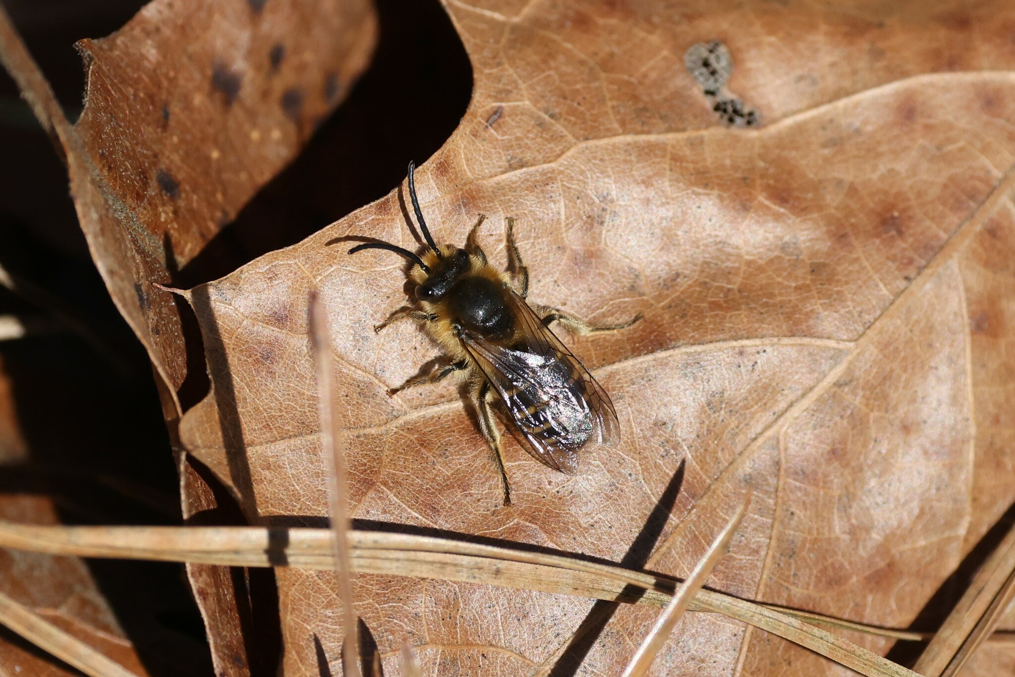 Haplotrinchus Inaequalis Colletes inaequalis Say, 1837