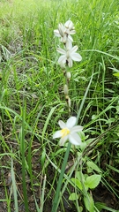 Chlorophytum saundersiae