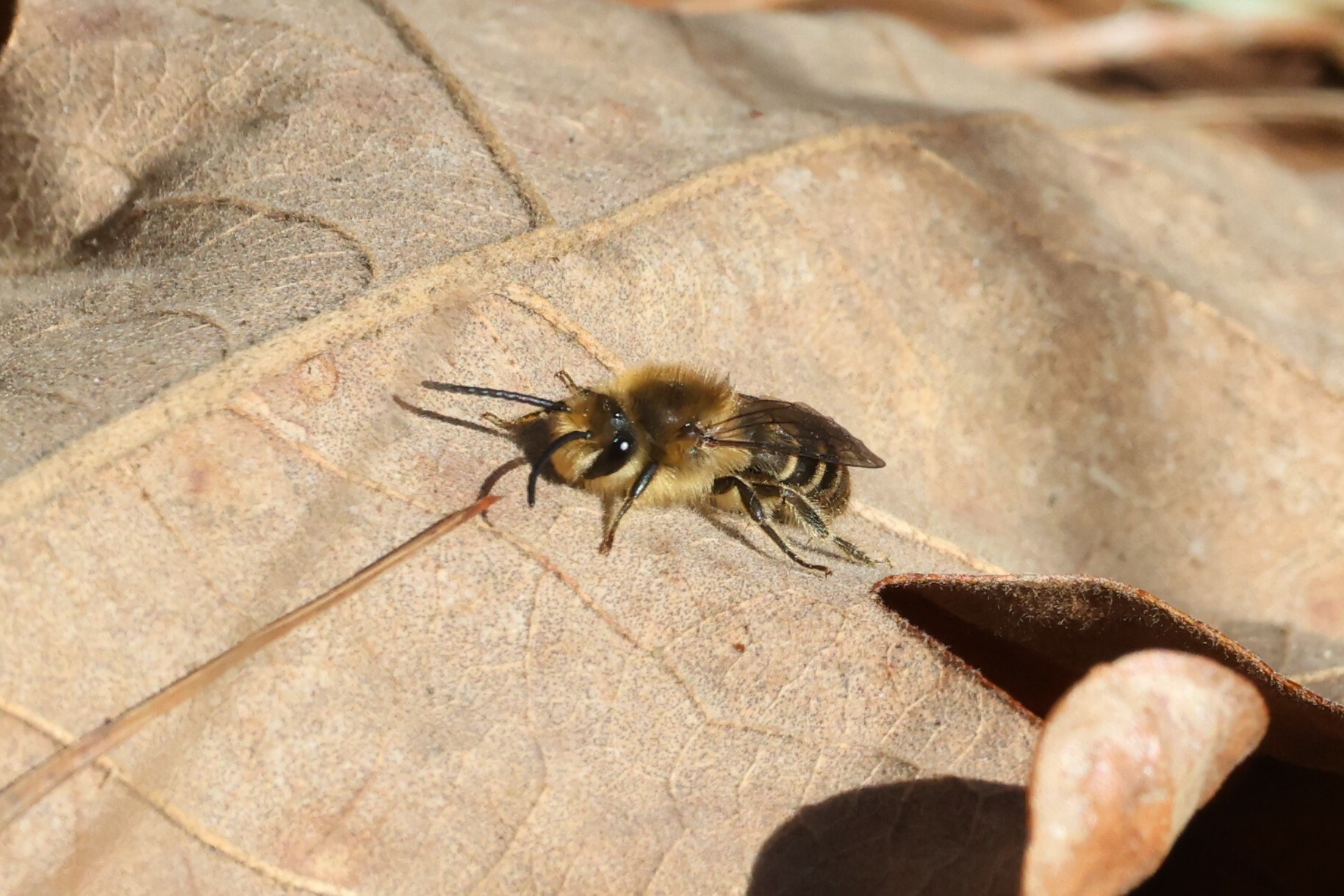 Haplotrinchus Inaequalis Colletes inaequalis Say, 1837