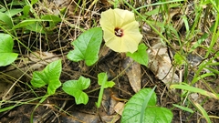 Hewittia malabarica