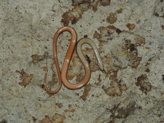Coniophanes imperialis